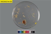 藏品(短指和尚蟹)的圖片